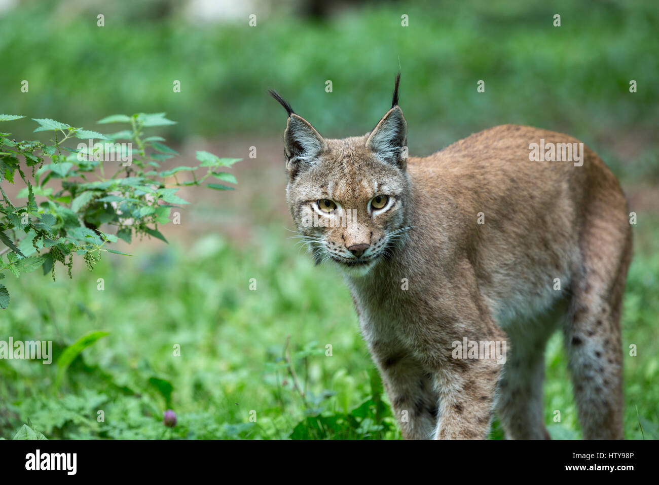 Lynx in forest Stock Photo Alamy