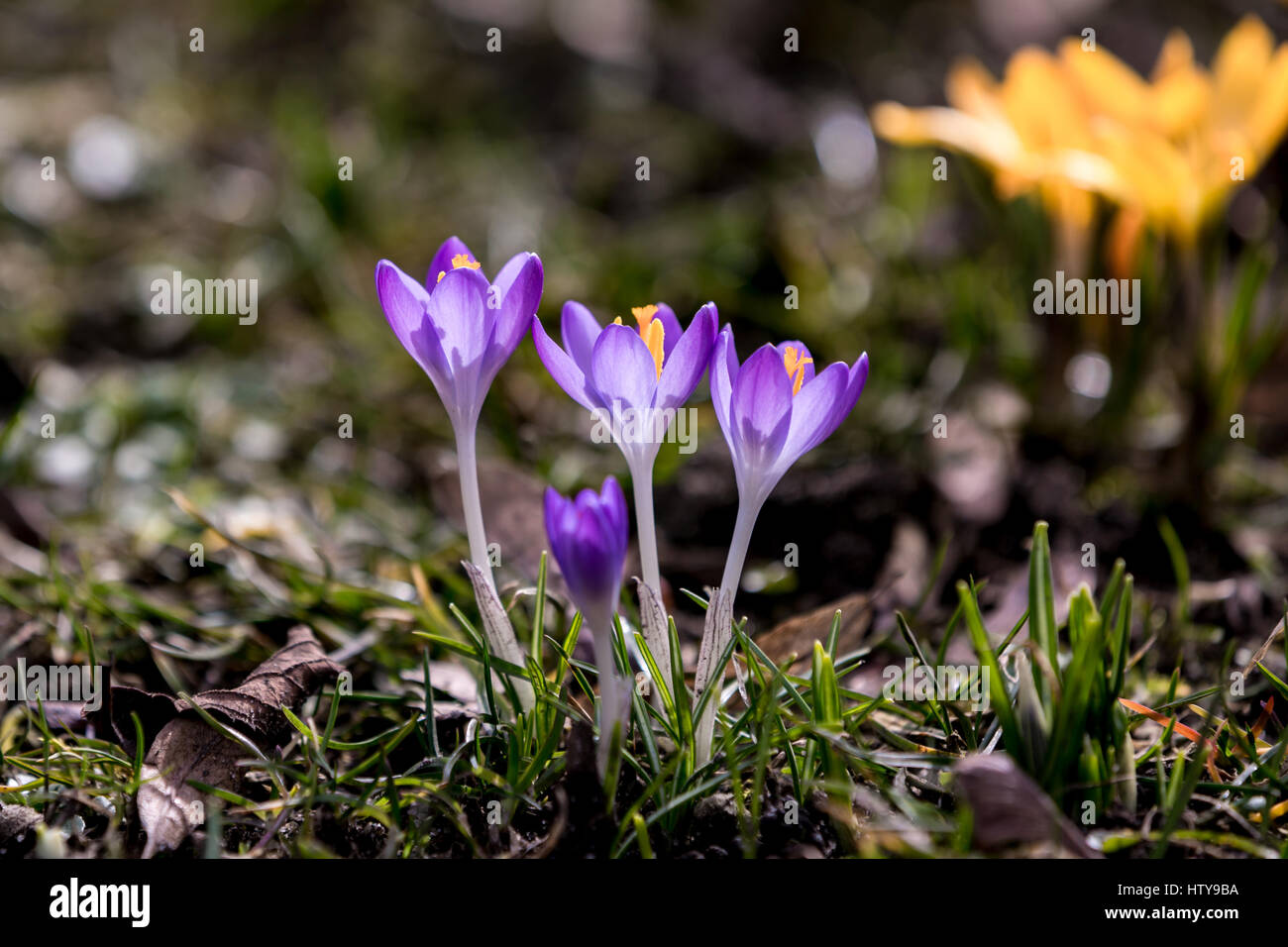Garden crocus light hi-res stock photography and images - Alamy