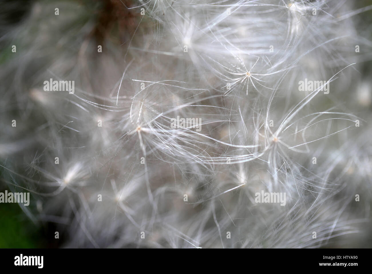 Photo background of macro white fluff against flowers in summer Stock Photo  - Alamy