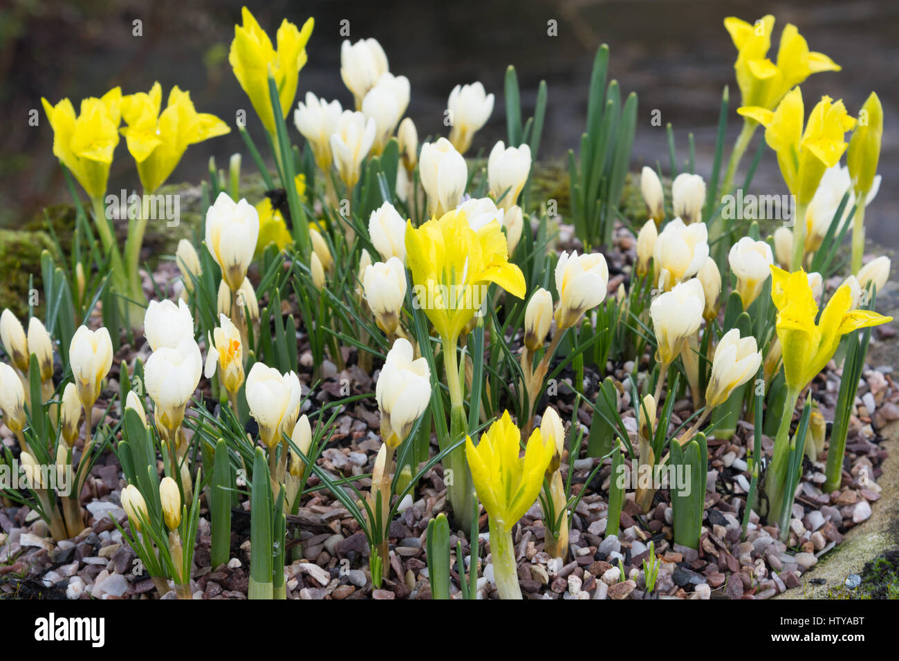 Iris danfordiae and Crocus chrysanthus 'Cream Beauty' Stock Photo