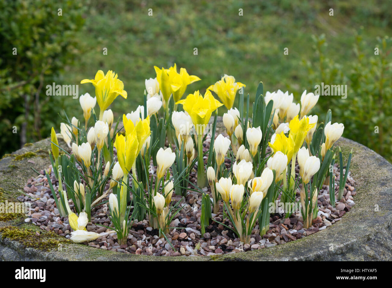 Iris danfordiae and Crocus chrysanthus 'Cream Beauty' Stock Photo
