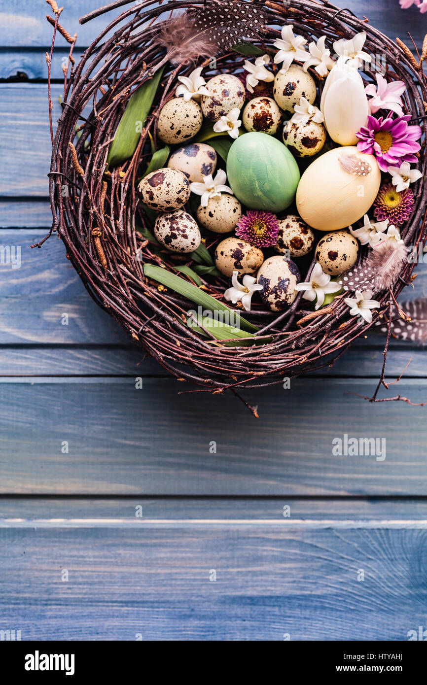 Nest with easter eggs and flowers on a blue wooden background. top view ...
