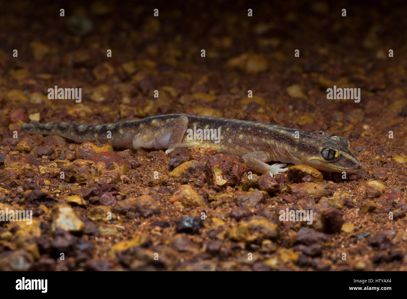 Kimberley plain hi-res stock photography and images - Alamy
