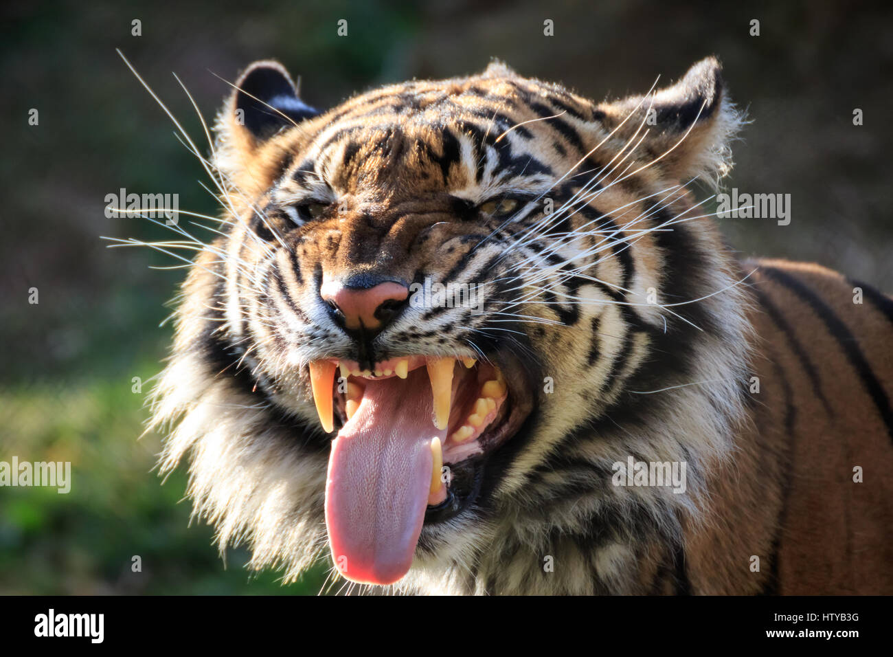 A Sumatran Tiger engaging in 'air-scenting'. The tiger has scent glands in it's mouth and smells the air this way. Stock Photo