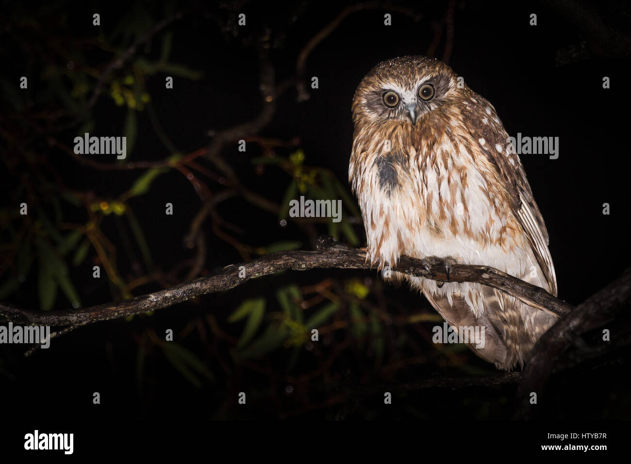 Southern Boobook Owl (Ninox novaeseelandiae) Stock Photo