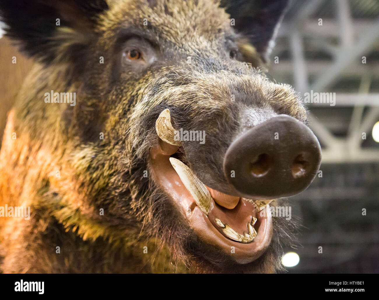 Head of a wild boar with fangs Stock Photo Alamy