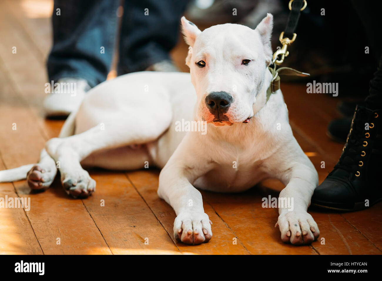 White puppy dog of Dogo Argentino also known as the Argentine Mastiff is a large, white, muscular dog that was developed in Argentina primarily for pu Stock Photo