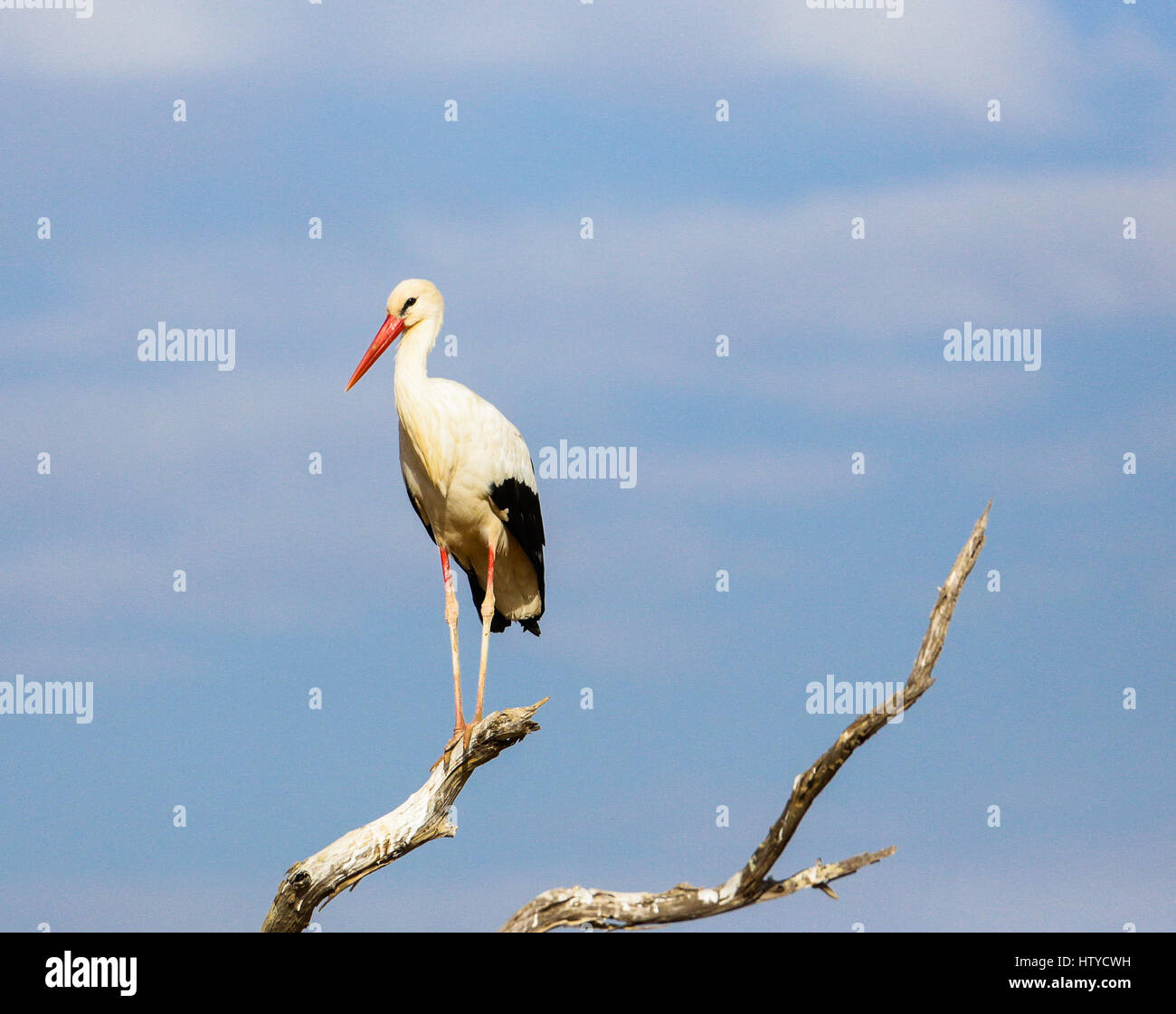 White stork (Ciconia ciconia). Tsavo East park. Kenya. Stock Photo
