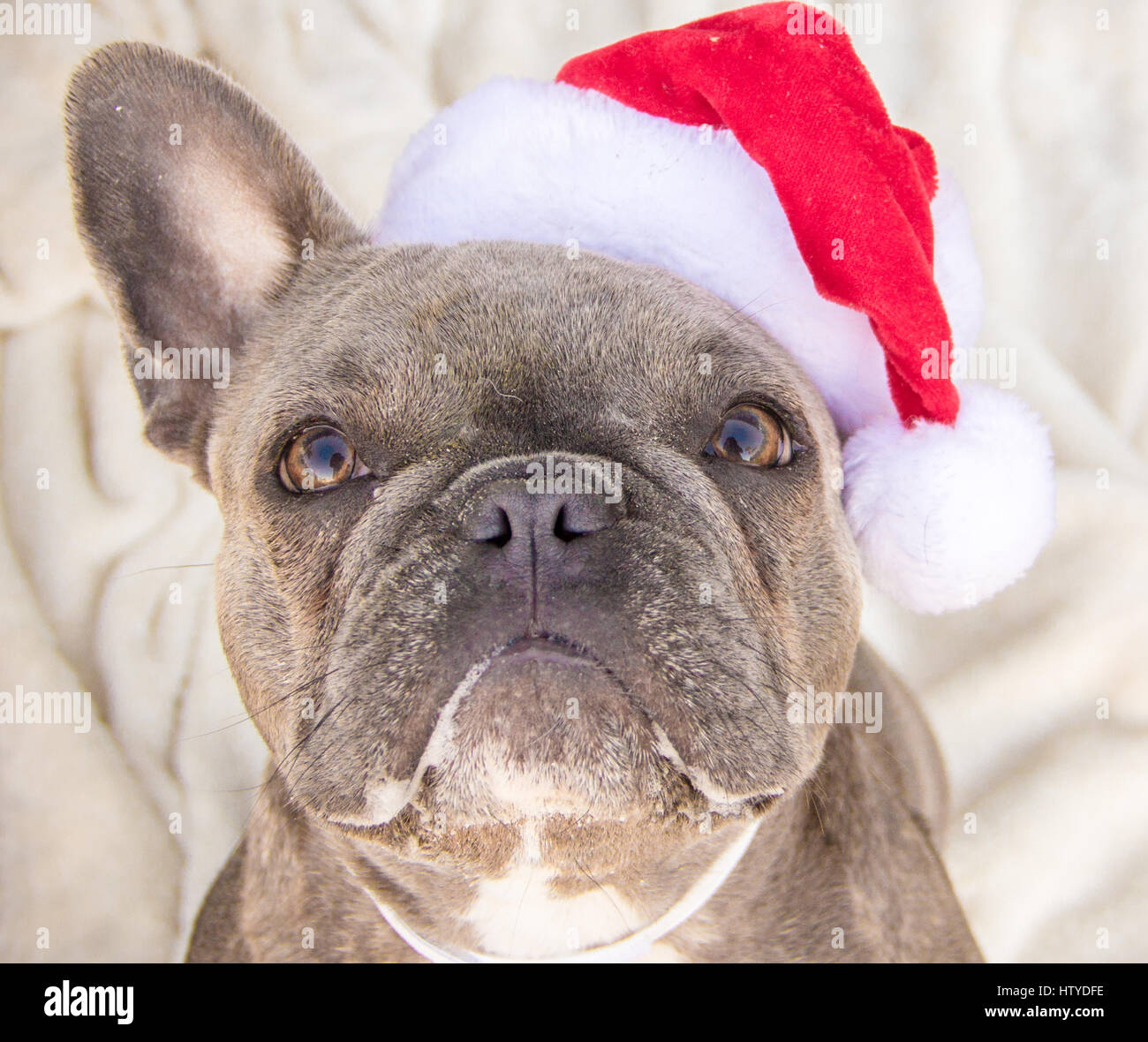 French Bulldog wearing a santa hat Stock Photo