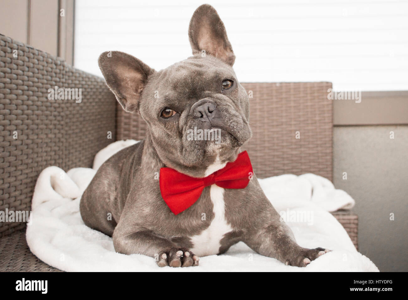 French Bulldog wearing a bow tie Stock Photo - Alamy