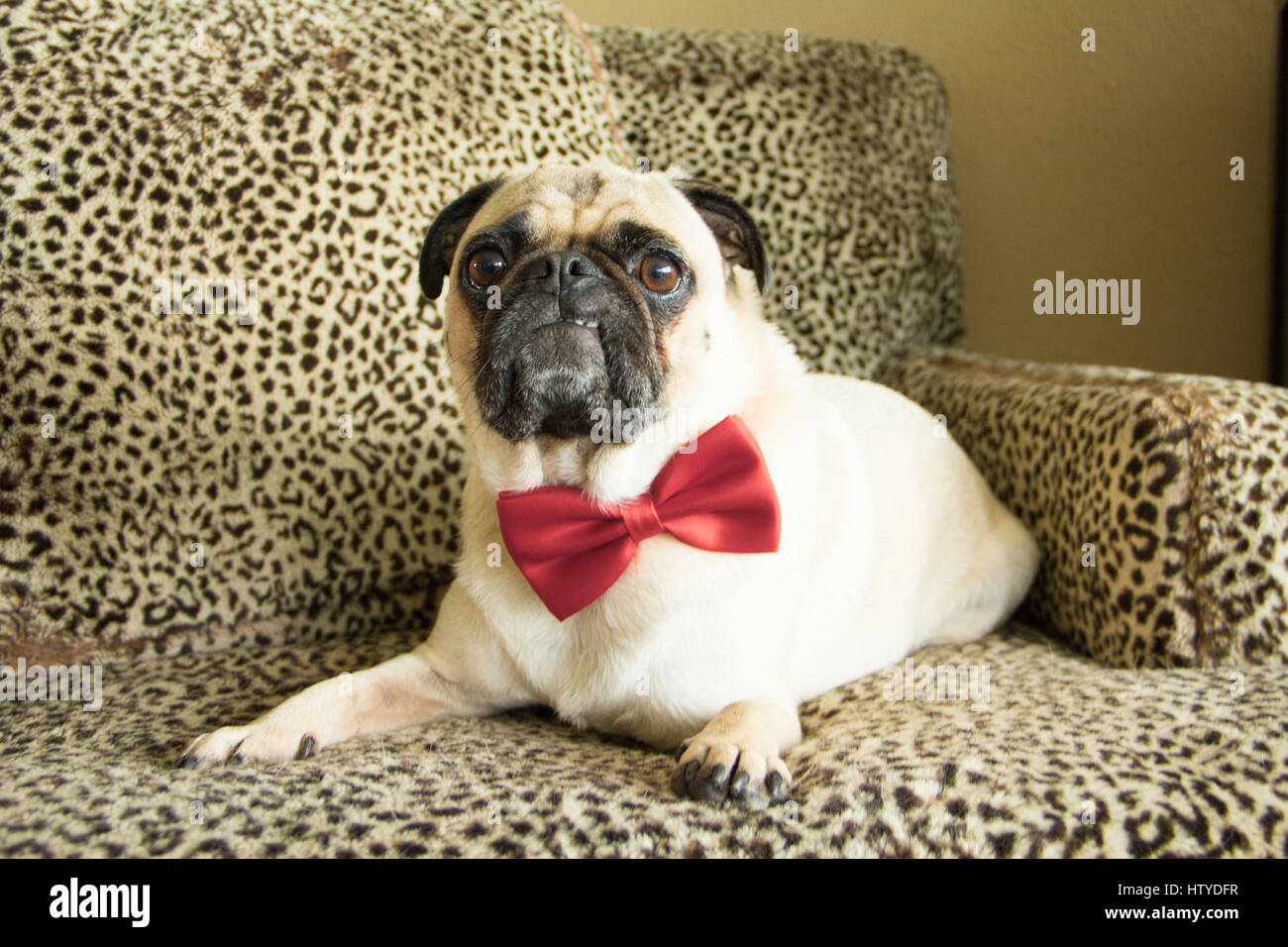 Pug dog wearing a bow tie Stock Photo Alamy