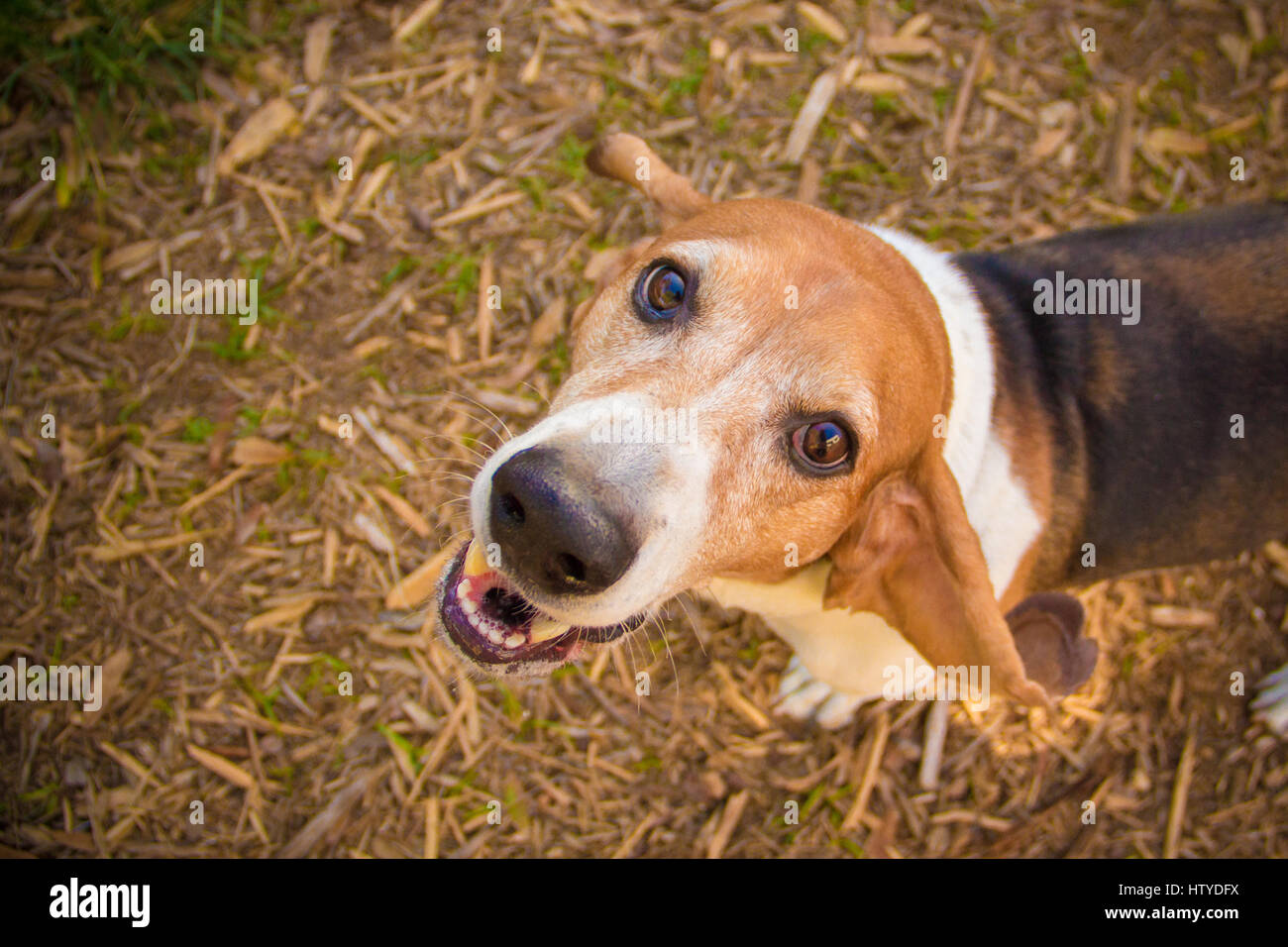 Basset Hound dog looking up Stock Photo