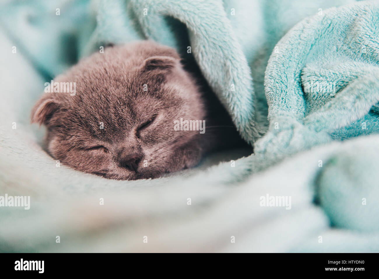 Cat Under Blanket High Resolution Stock Photography and Images - Alamy Cat Under Blanket High Resolution Stock Photography and Images - Alamy