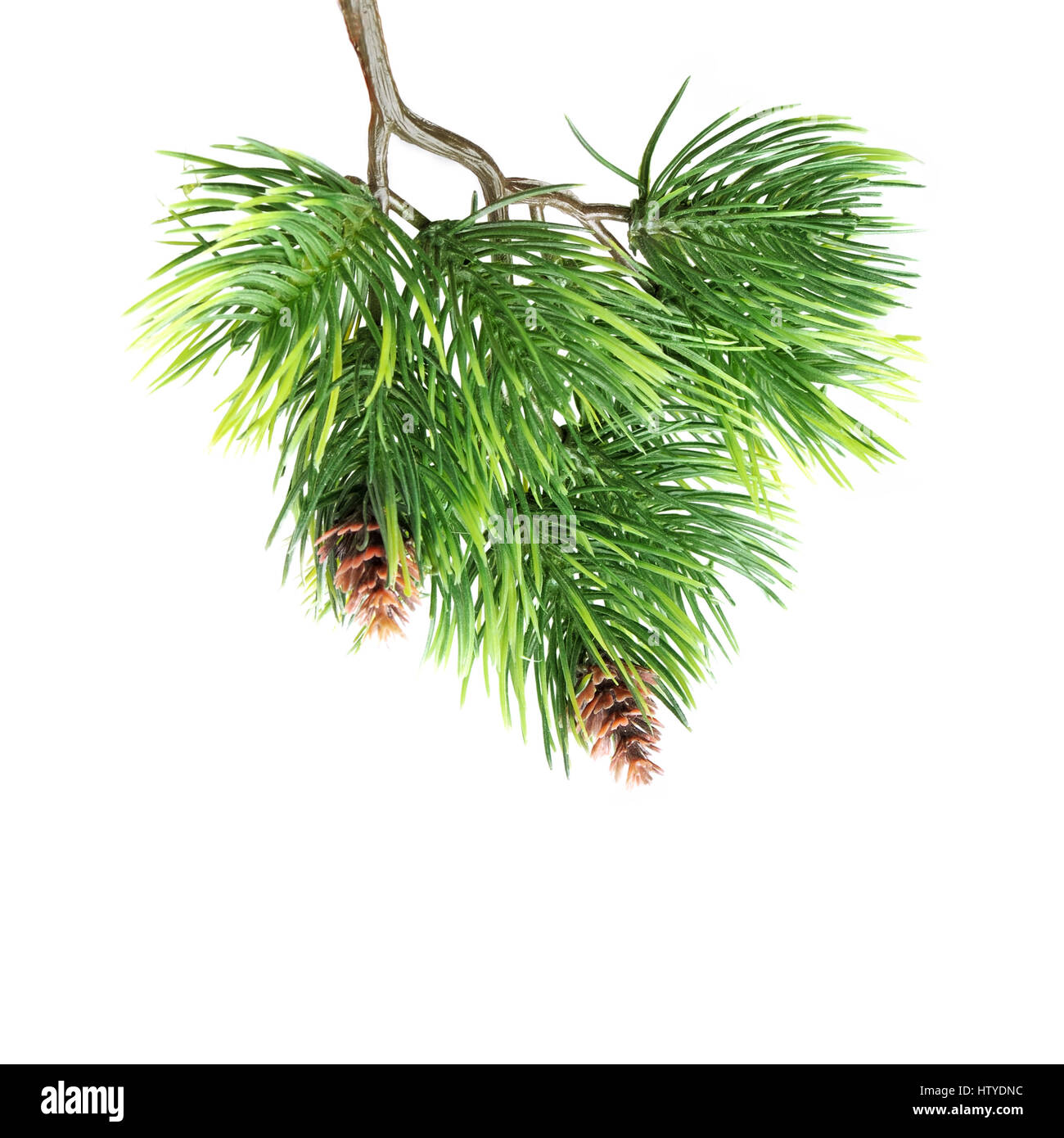Close up of fir tree branch isolated on white Stock Photo - Alamy