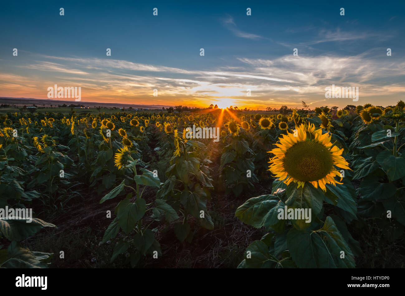 Field of sunflowers at sunset, Allora, Queensland, Australia Stock