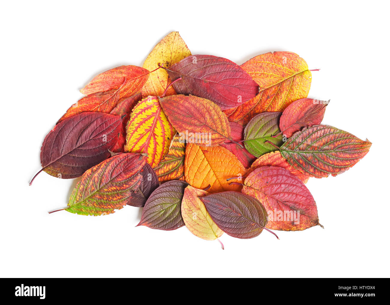 Autumn leaves isolated on white Stock Photo - Alamy