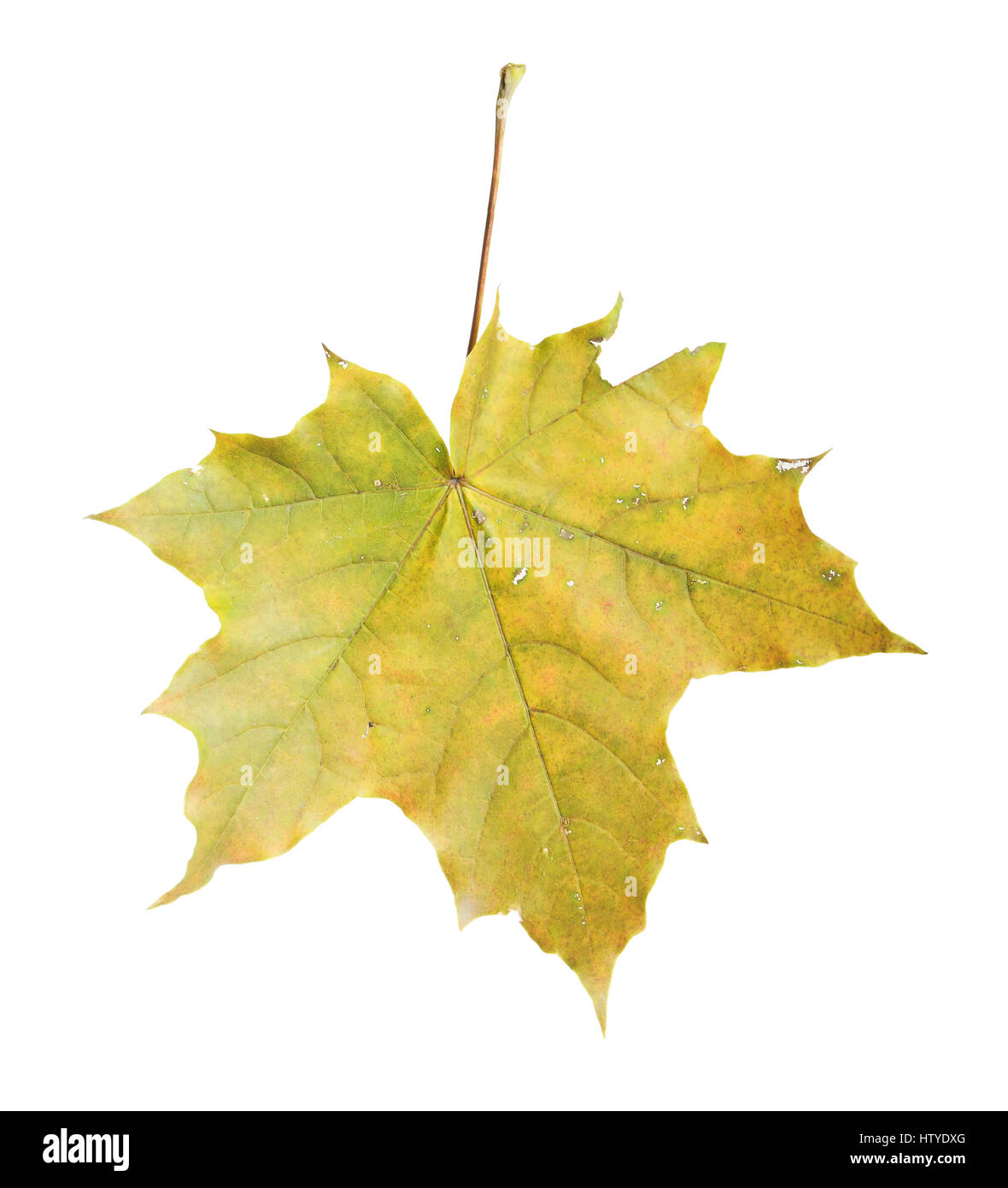 Maple leaf isolated on white background Stock Photo - Alamy
