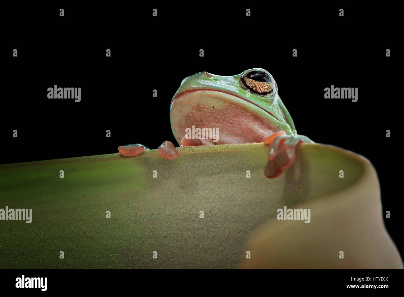 Dumpy frog on a leaf, Indonesia Stock Photo - Alamy