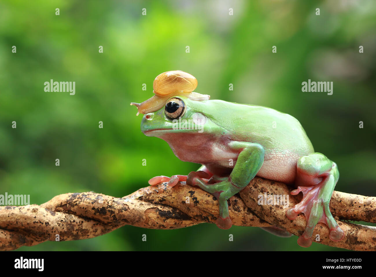 Snail sitting on dumpy frog, Indonesia Stock Photo