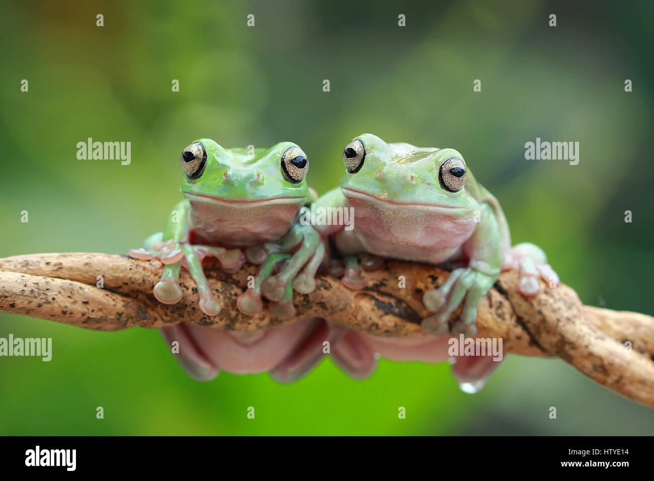 Two Dumpy frogs sitting on branch, Indonesia Stock Photo