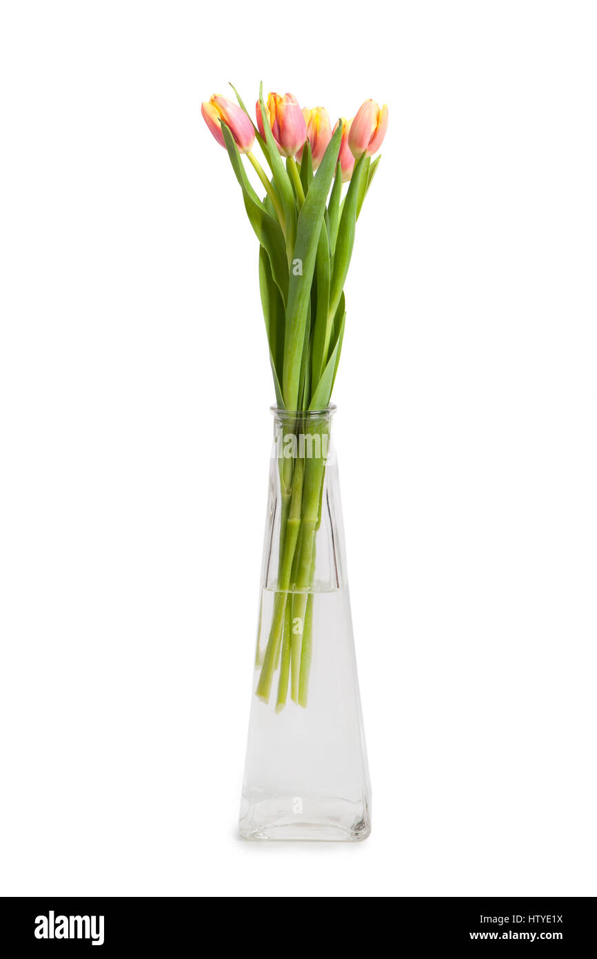 Tulips in vase isolated on white background Stock Photo - Alamy