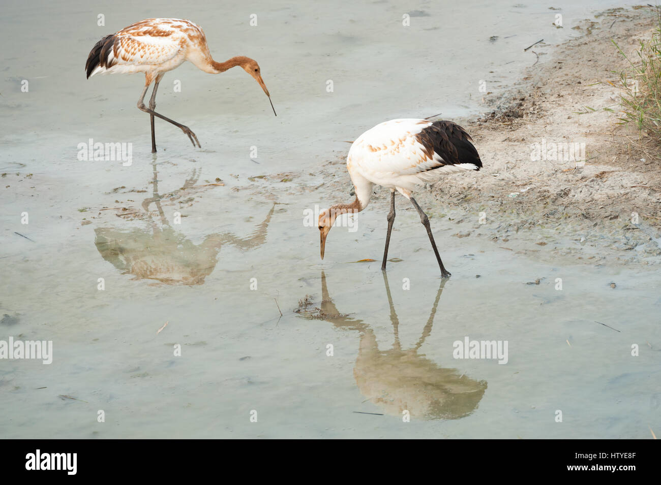 Red-crowned cranes wading in river, Baicheng, Jilin, China Stock Photo
