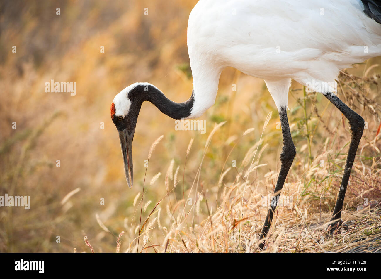 Red-crowned crane hunting, Baicheng, Jilin, China Stock Photo