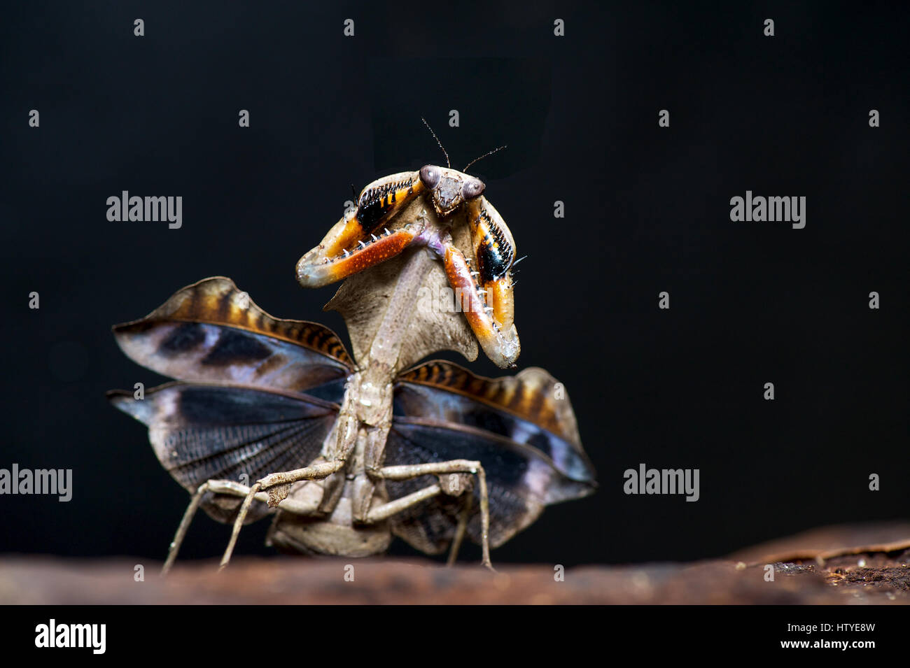 Portrait of a Praying Mantis, Teluk Bahang, Penang, Stock Photo