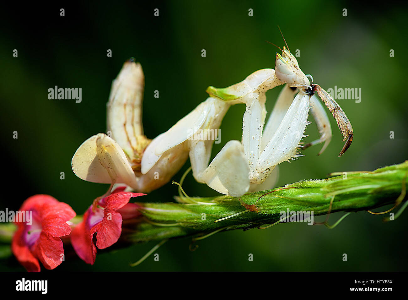 Portrait of an Orchid Mantis, Teluk Bahang, Penang, Stock Photo