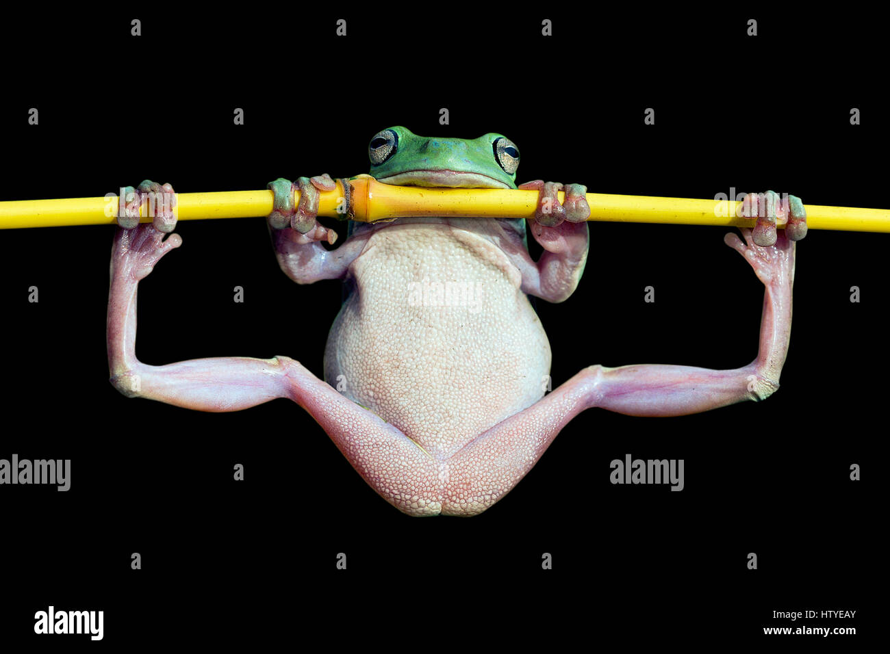 Dumpy tree frog doing gymnastics on a branch, Indonesia Stock Photo
