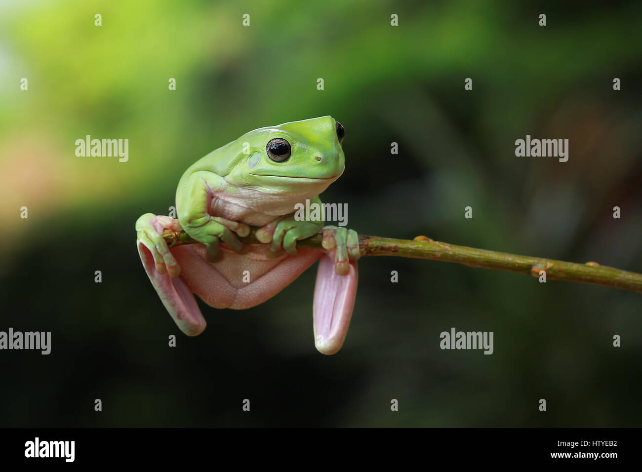 Dumpy frog sitting on branch, Indonesia Stock Photo