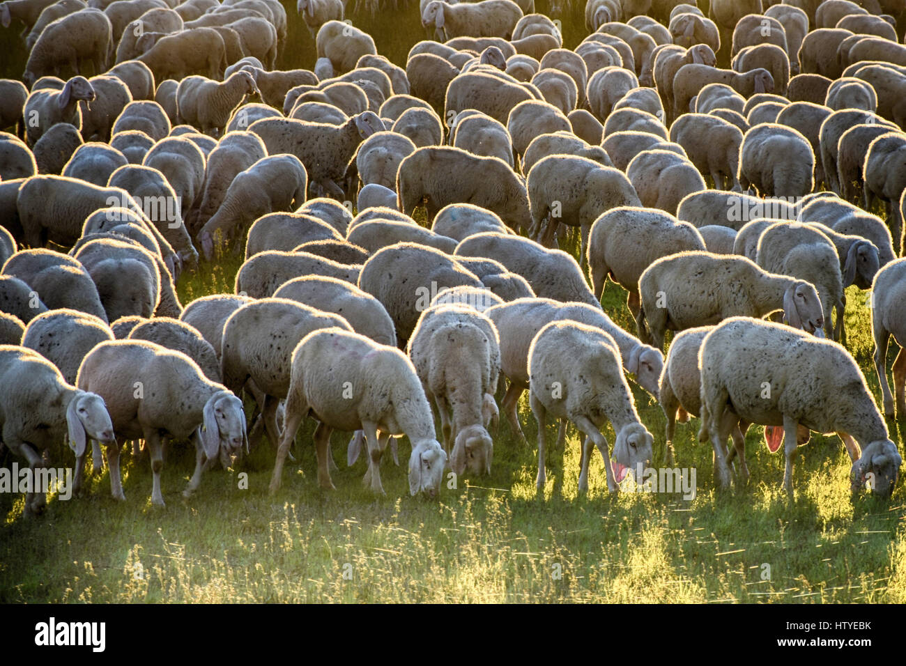 Flock of sheep in a field grazing in a field, Italy Stock Photo - Alamy