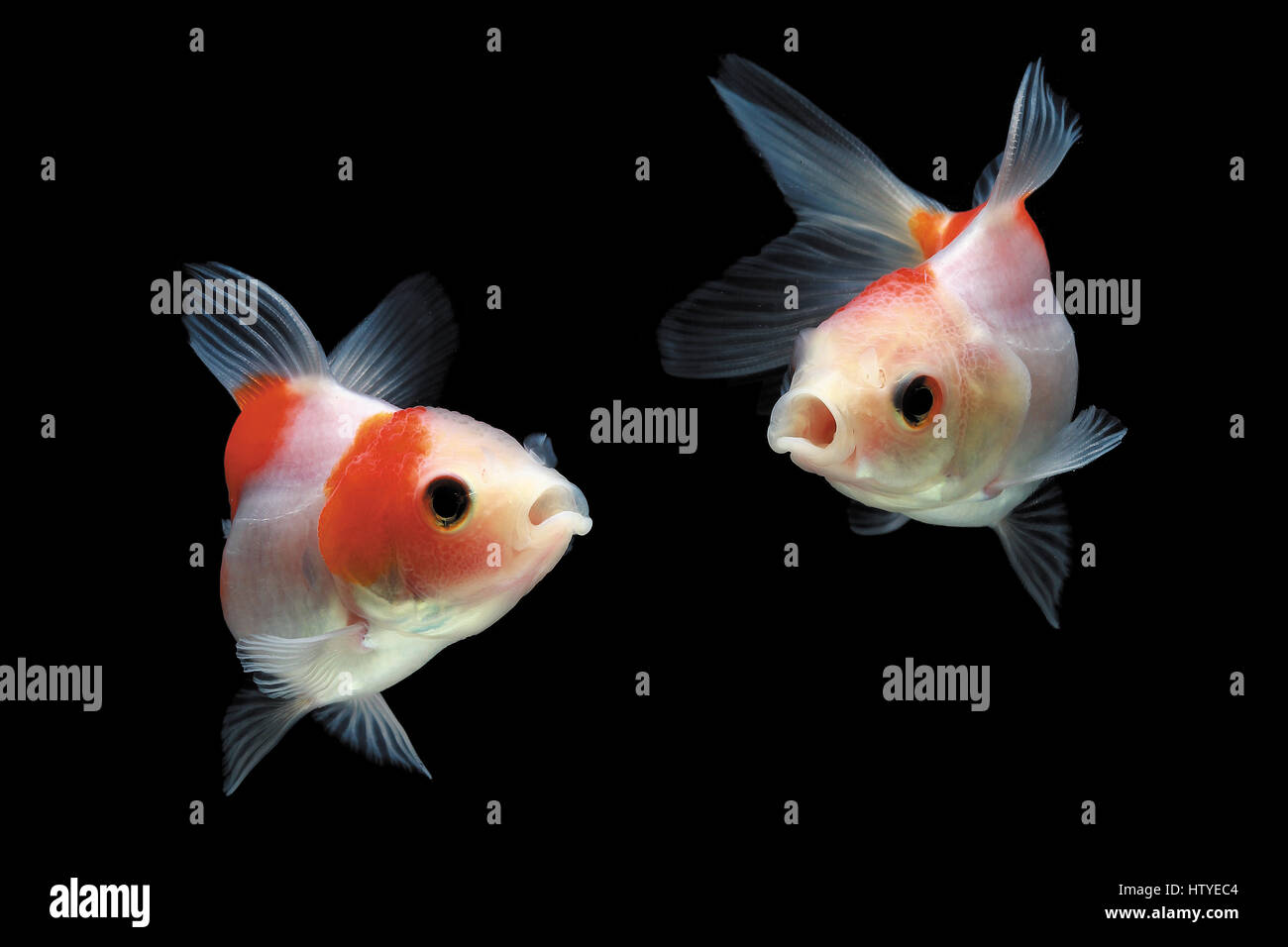 Two Goldfish swimming in fish tank Stock Photo