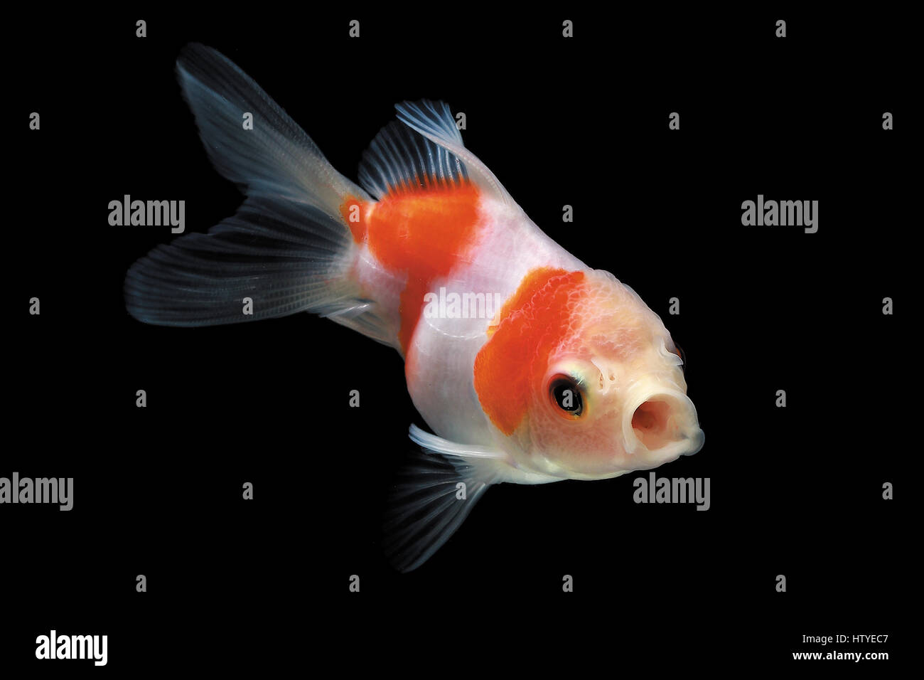 Goldfish swimming in fish tank Stock Photo