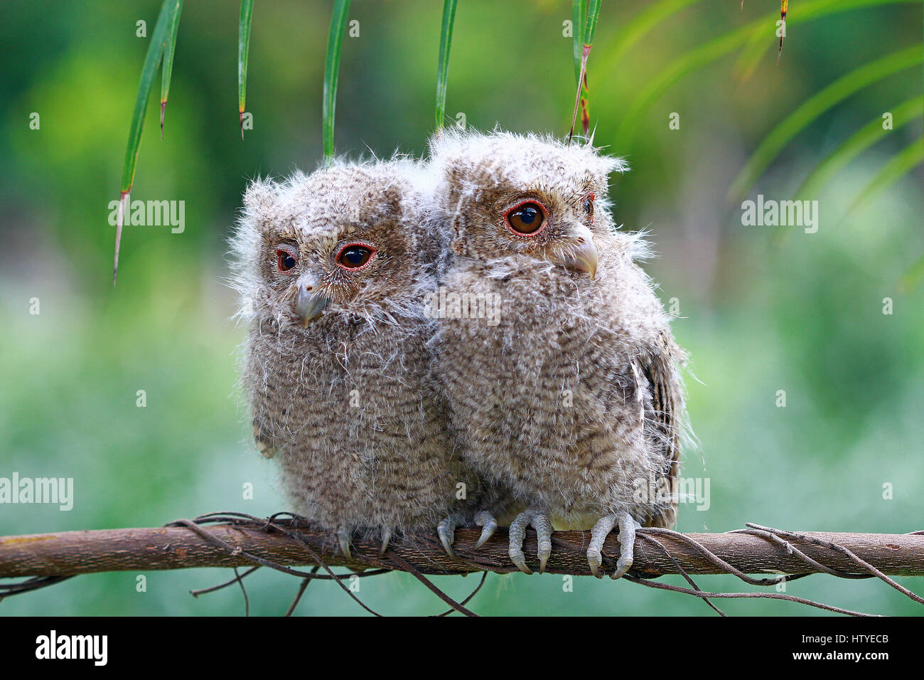 Baby owls hi-res stock photography and images - Alamy