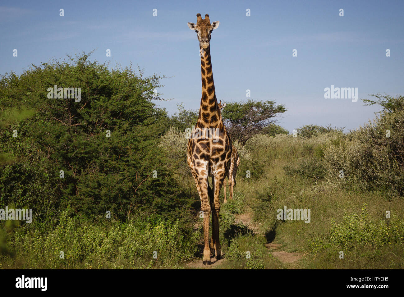 Portrait of a giraffe, Botswana Stock Photo