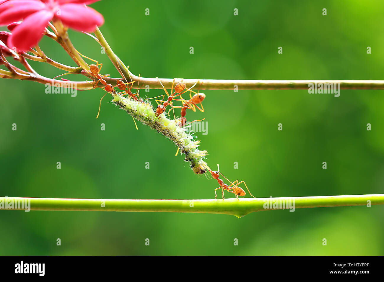 Five ants feeding on a caterpillar, Indonesia Stock Photo