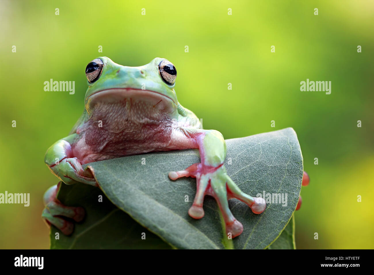 Dumpy frog sitting on leaf, Indonesia Stock Photo