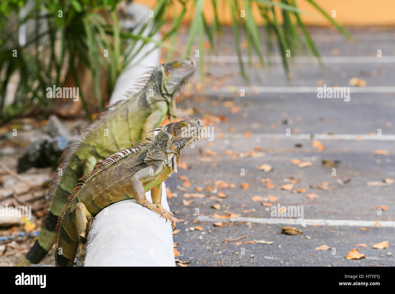 Two iguanas sitting on a curb of a parking lot in the Florida Keys