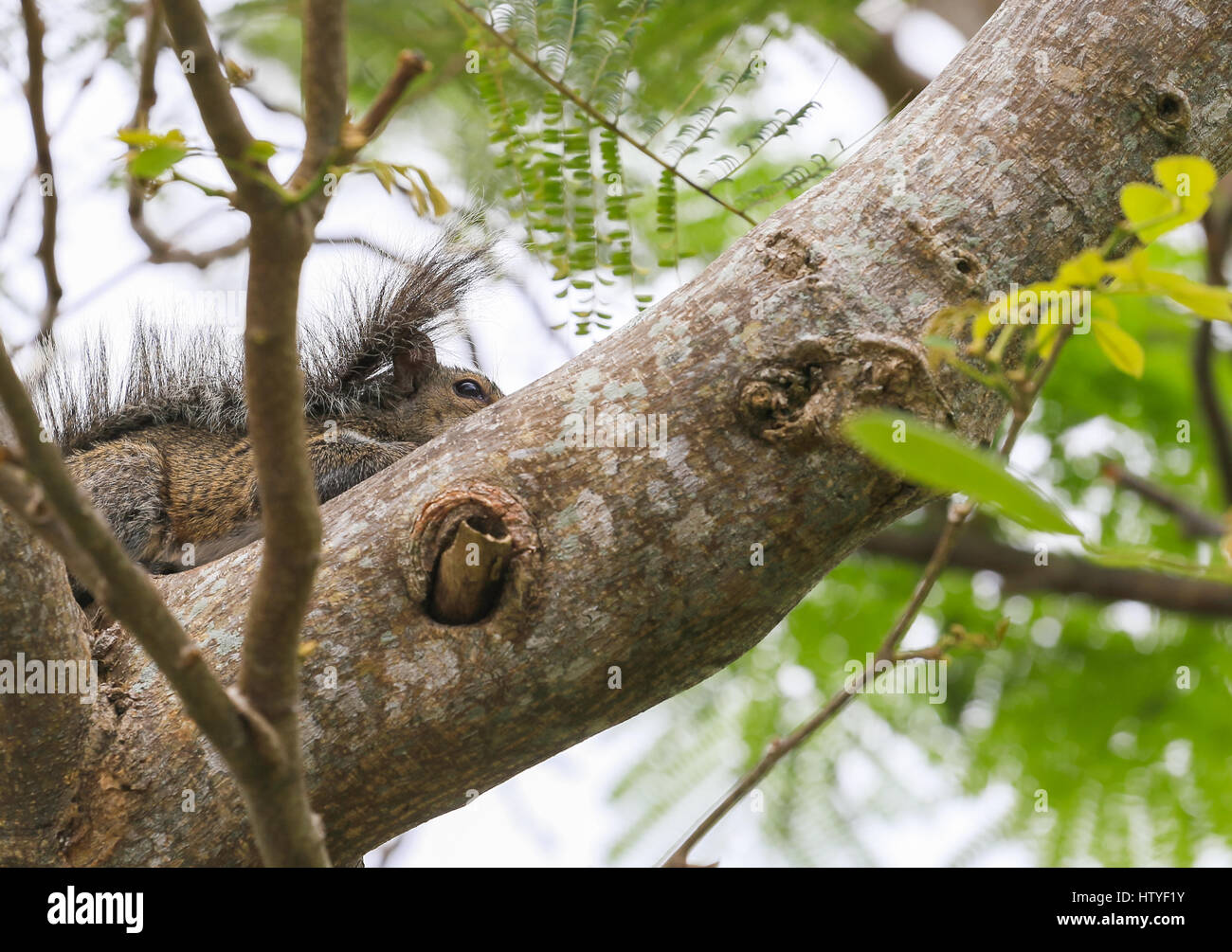 Squirrel on the branch of a tree in the Florida Keys Stock Photo Alamy