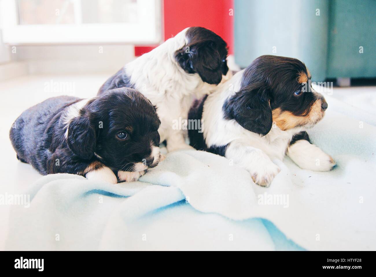 Three Cocker Spaniel Puppy dogs on a bed Stock Photo Alamy