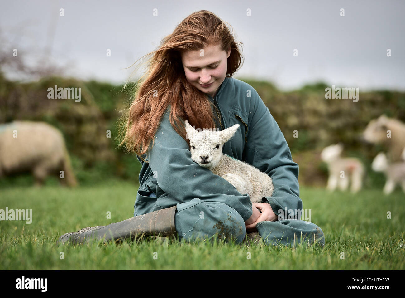 Elsa Amiss, 18, with the first born lamb from a flock of week-old lambs born on Tregullas Farm, on the Lizzard, Cornwall, as lambing season has come early on the National Trust farm. Stock Photo