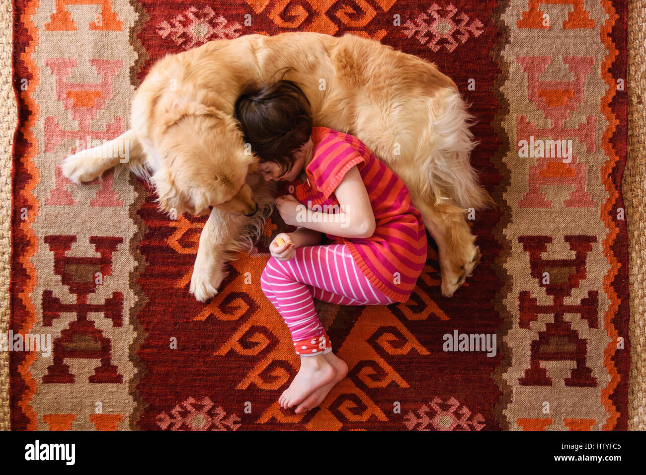 Overhead view of girl lying on floor with a golden retriever dog Stock ...