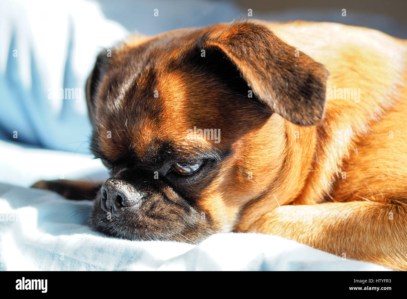Brussels griffon on a bed Stock Photo