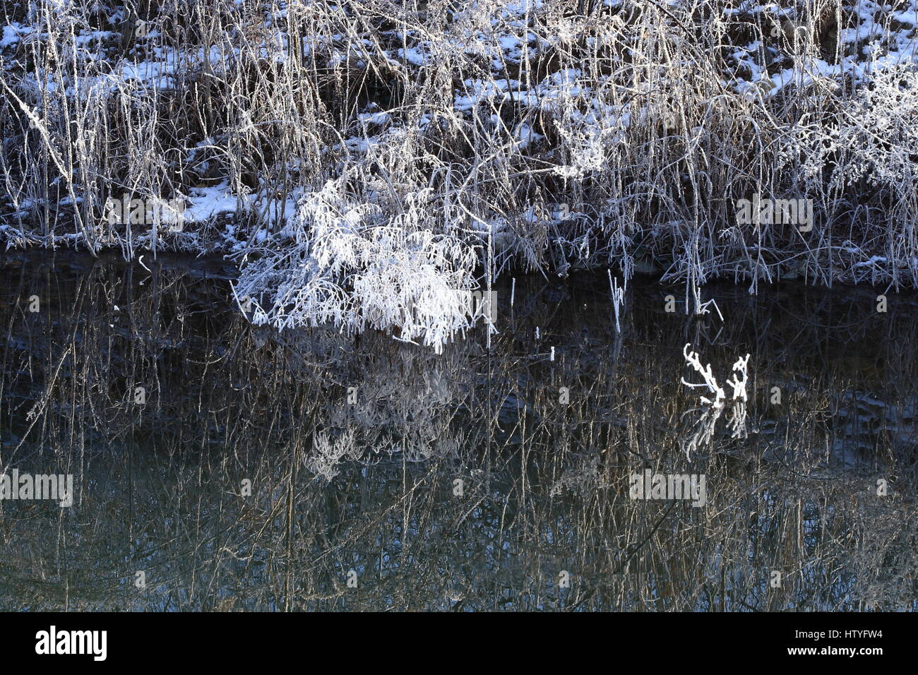 Reeds in the cold river Stock Photo - Alamy