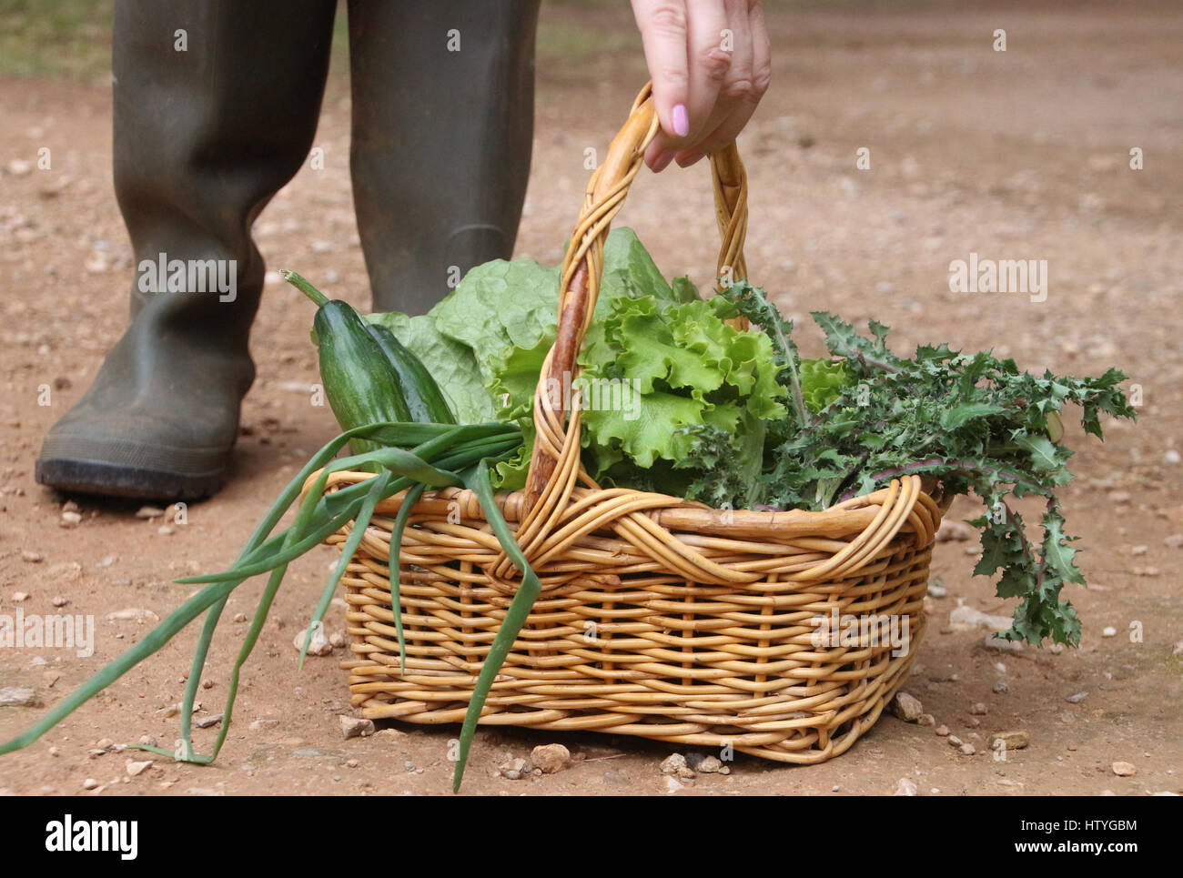 Woman picking up a basket with fresh vegetables Stock Photo Alamy