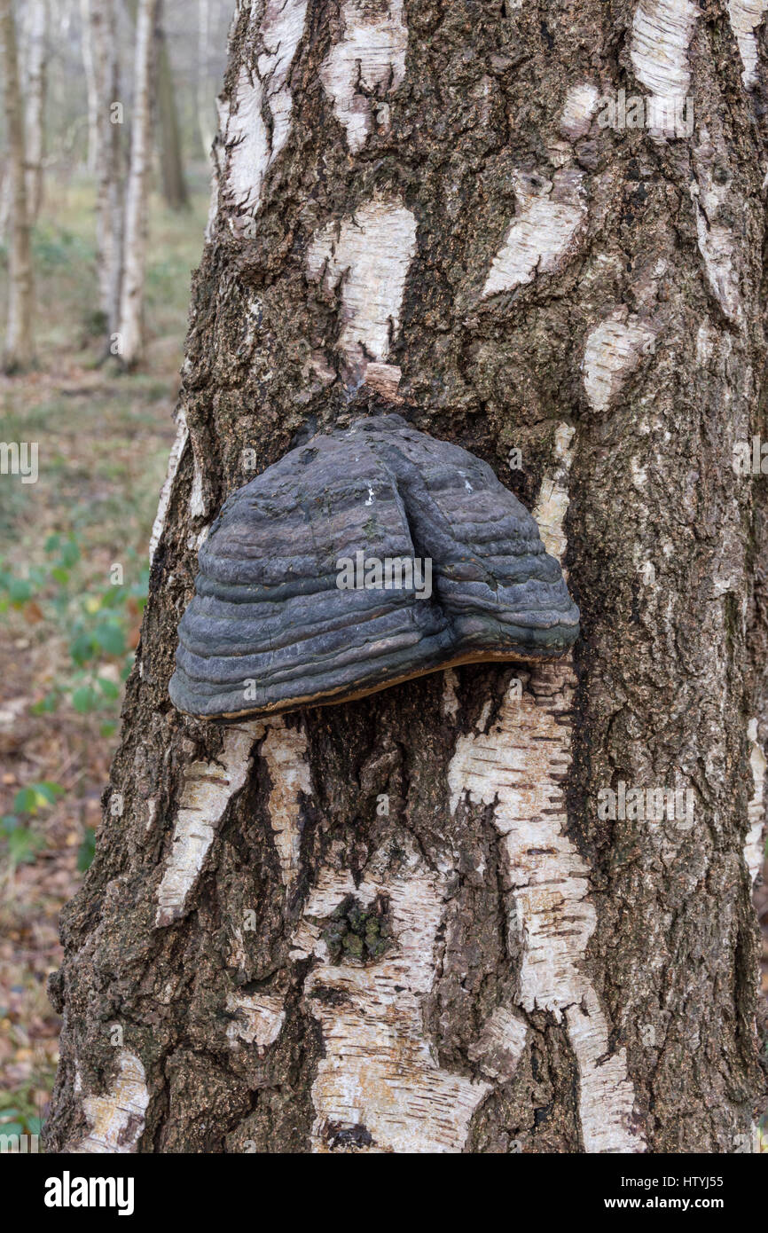 Hoof fungus (Fomes fomentarius) growing on silver birch trunk in Suffolk Stock Photo