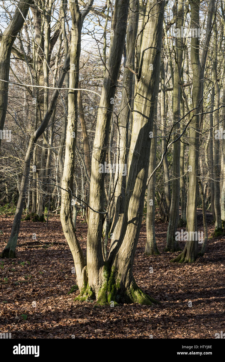 Hornbeam coppice in an area of ancient woodland Stock Photo