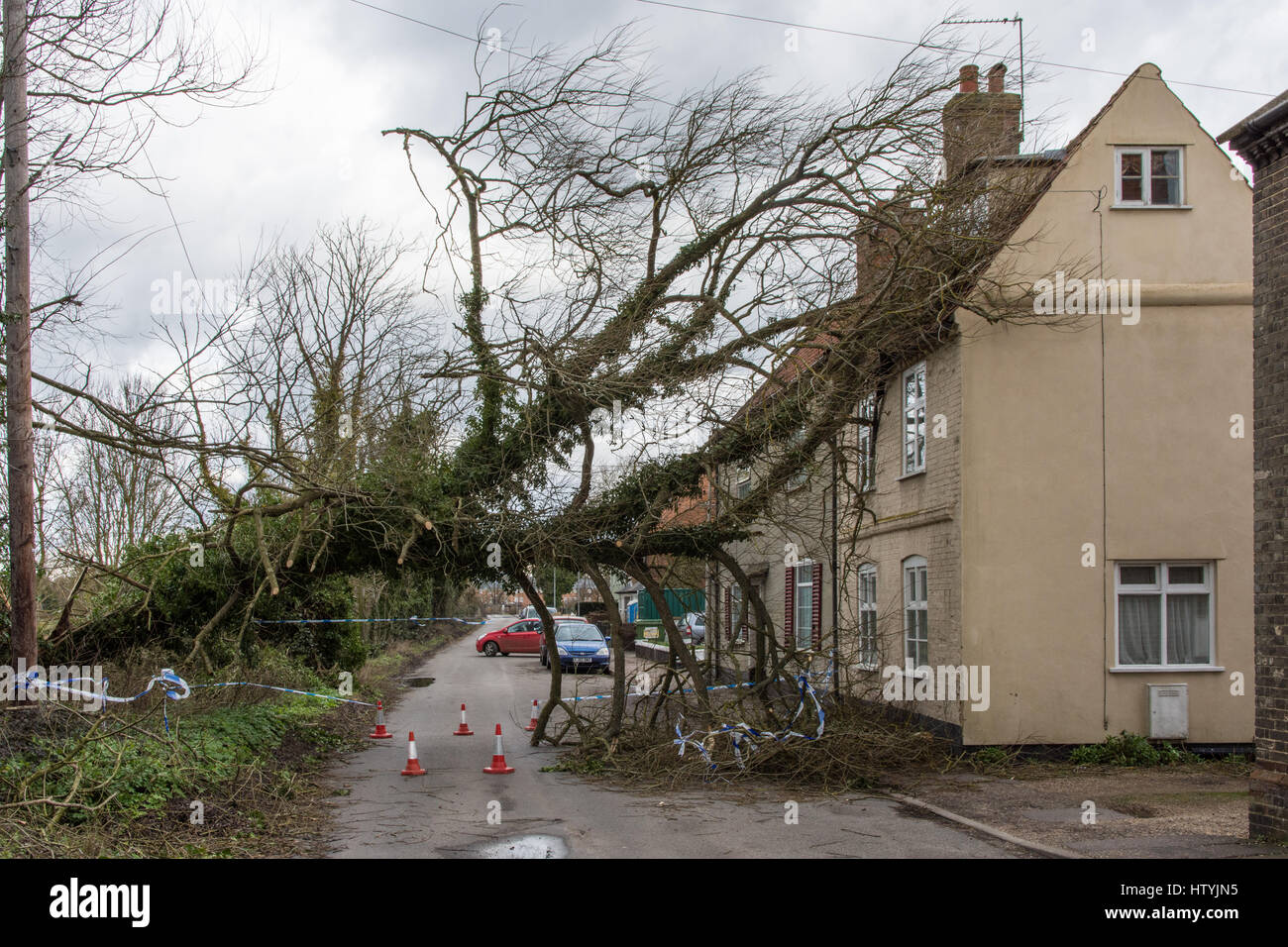 Fallen tree leaning on a house and blocking a road in Bungay, Suffolk
