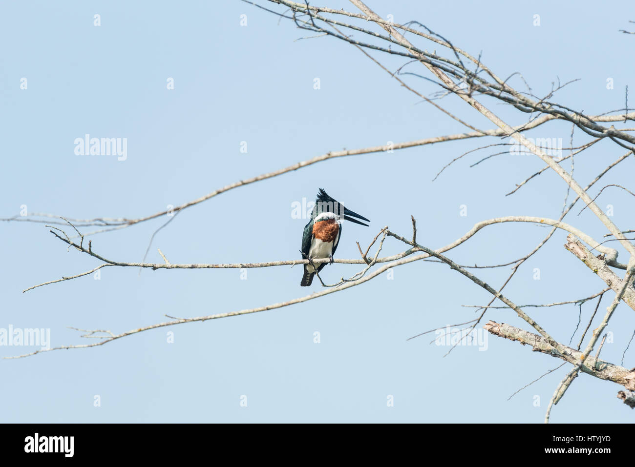 An Amazon Kingfisher perched in a tree Stock Photo